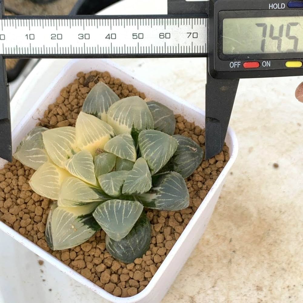 ハオルチア ジェリーフィッシュ錦③ Amazon｜多肉植物 観葉植物 ハオルチア ハオルシア ゼリー